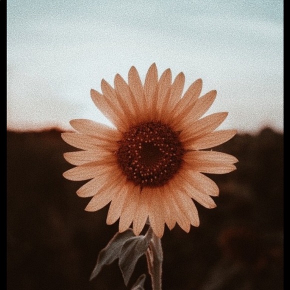 Meet your Posher, Baylee - Picture 1 of 1